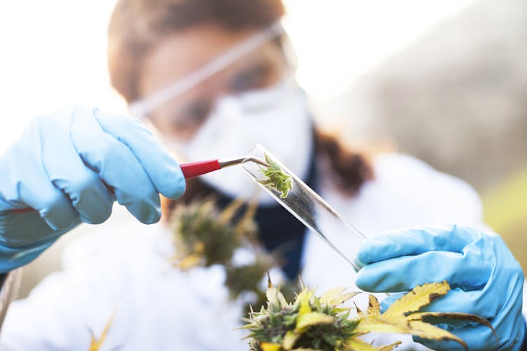 Person in white mask and lab coat is wearing blue gloves as they use tweezers to place part of a marijuana plant into a clear glass tube.