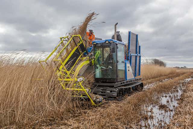 A blue harvesting machine harvests grasses from a wet field.