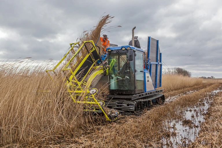 A blue harvesting machine harvests grasses from a wet field.