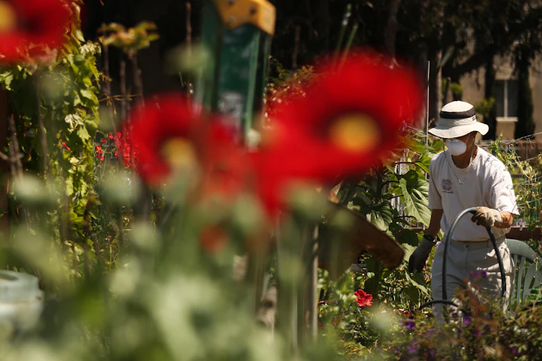 Man holding hose and wearing a mask tends to his garden.