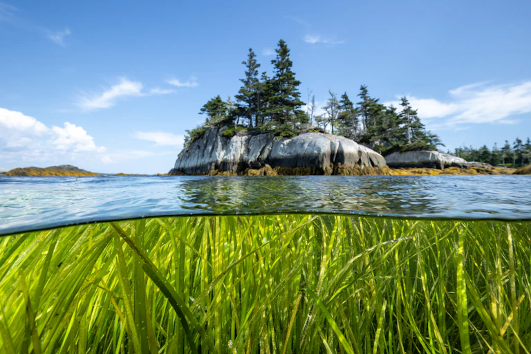 Eel grass in Owls Head Provincial Park, Nova Scotia