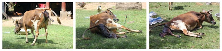 A triptych of photographs showing a cow giving birth to a calf.