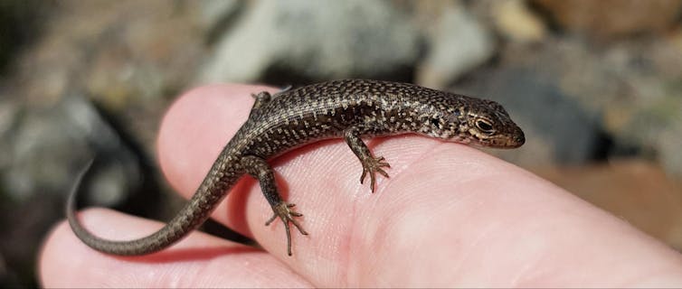 A tiny lizard perched on a human finger.