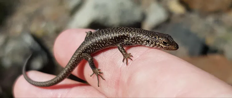 A tiny lizard perched on a human finger.