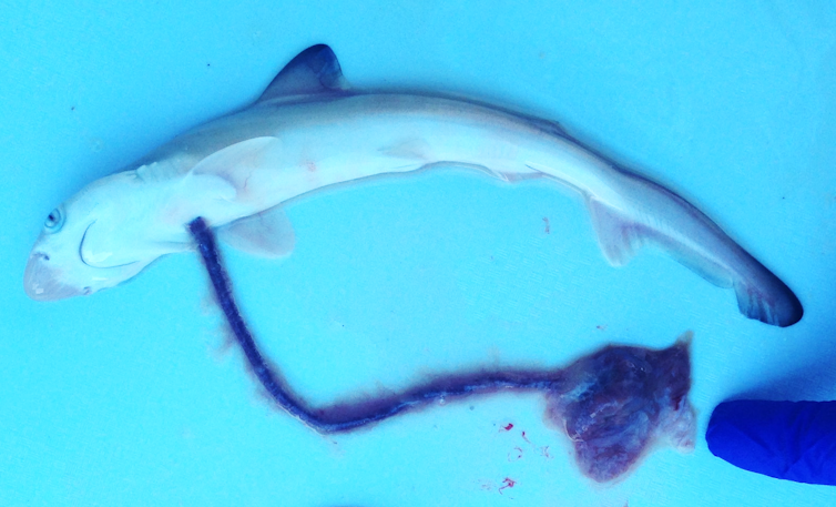 A photograph showing a greyish white shark with an umbilical cord and placenta.