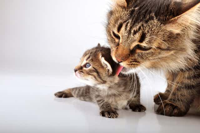 Photograph of a mother cat licking behind the ear of a kitten.