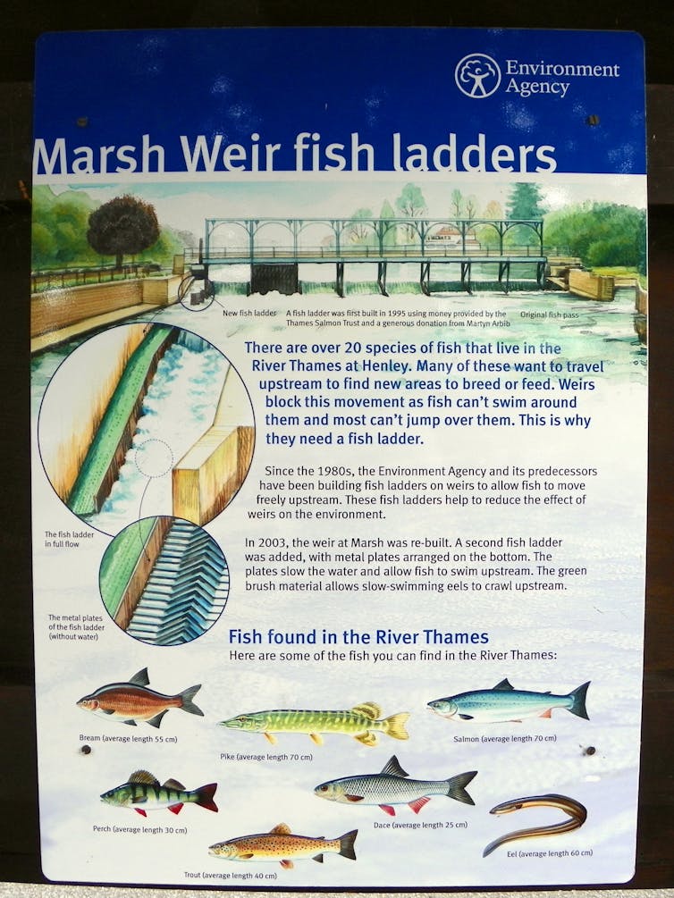 A poster describing fish that can be found in the Thames
