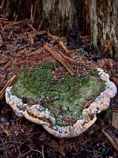 A green shelf-like fungus extends from the base of a fir tree.