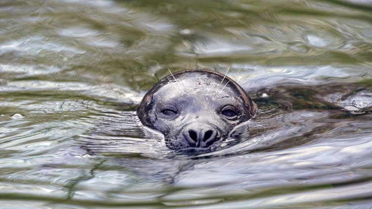 Una foca che nuota, con la testa parzialmente sommersa