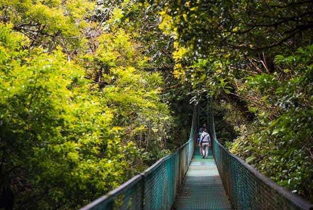 People walk across a bridge suspended in a tropical forest canopy