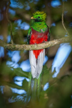 Tropical bird perched on a branch