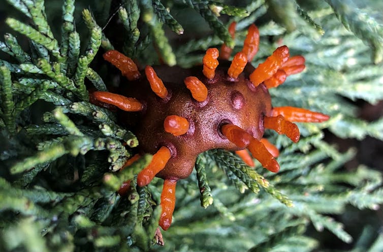 A bright red ball with protruding orange spikes clings to an evergreen branch.