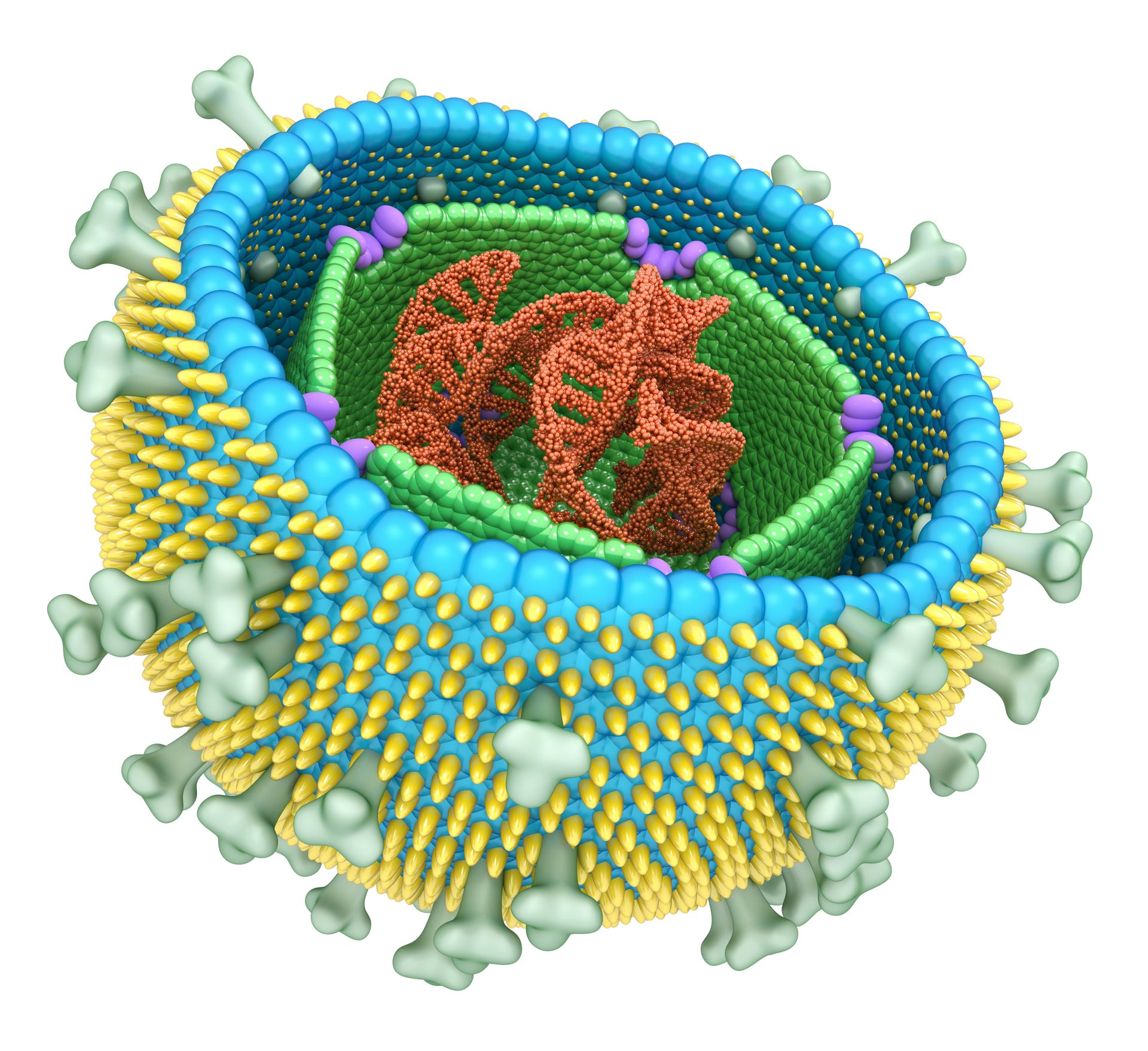 Link Between Epstein-Barr Virus And Multiple Sclerosis Is A Crucial ...