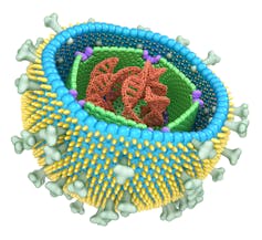 Cross section of a virus particle