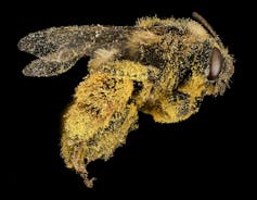 The bee is flying, covered with bright yellow particles.