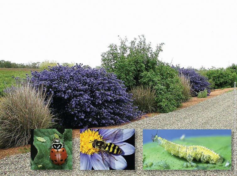 Various shrubs in a planted border with embedding photos of beneficial insects they take.