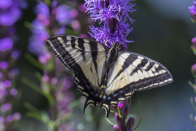 Striped black and yellow butterfly feeding on purple flower