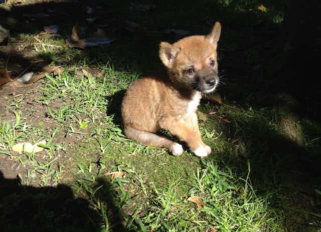 Small dingo pup sitting in the grass