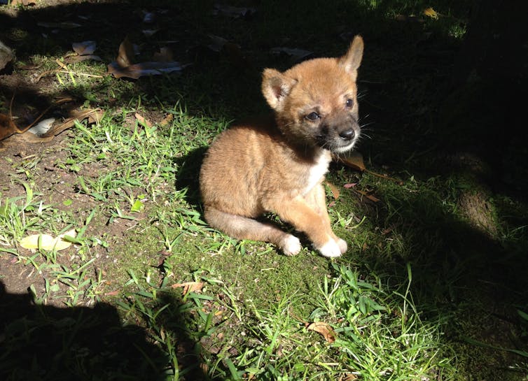 The Leakey Foundation  New research reveals where the dingo sits