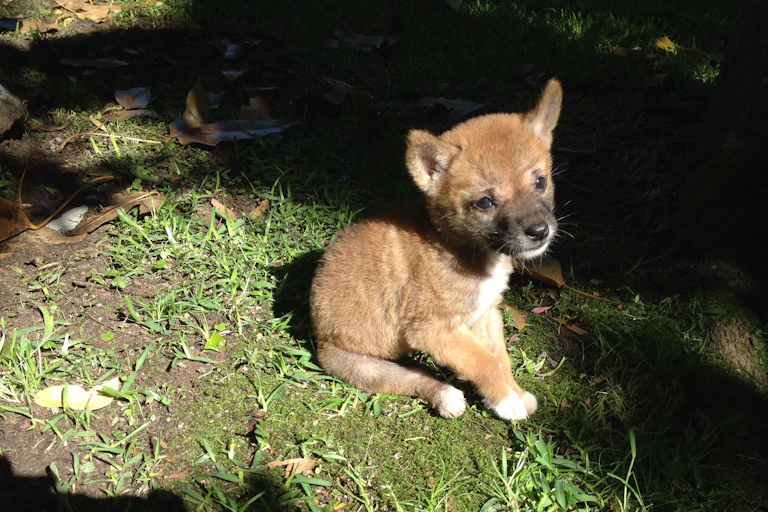 Small dingo pup sitting in the grass