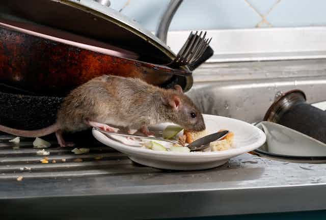 Rat on a plate
