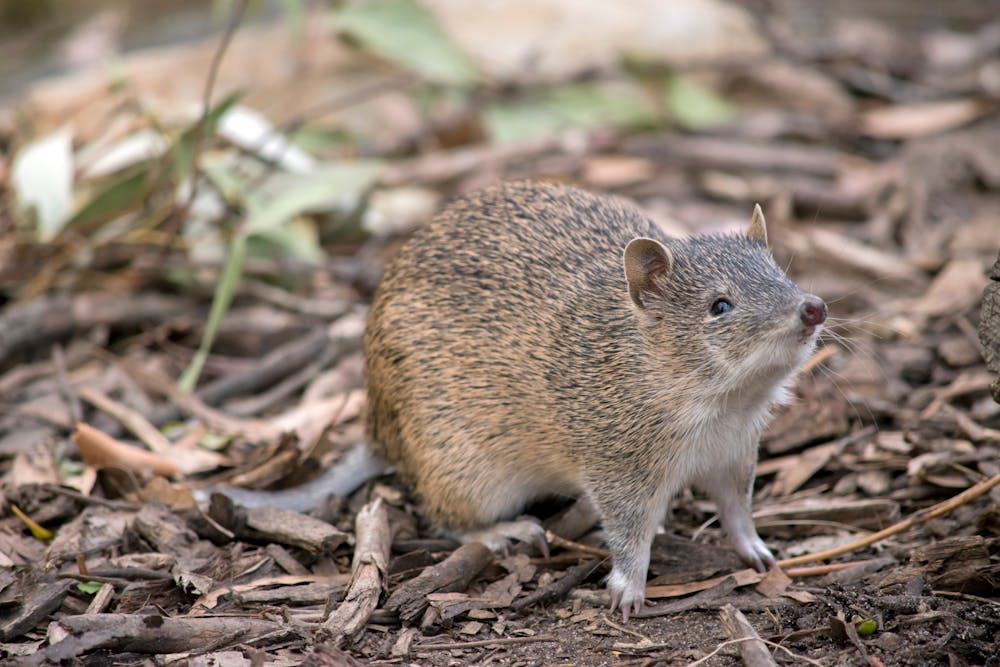 How to control invasive rats and mice at home without harming native  wildlife