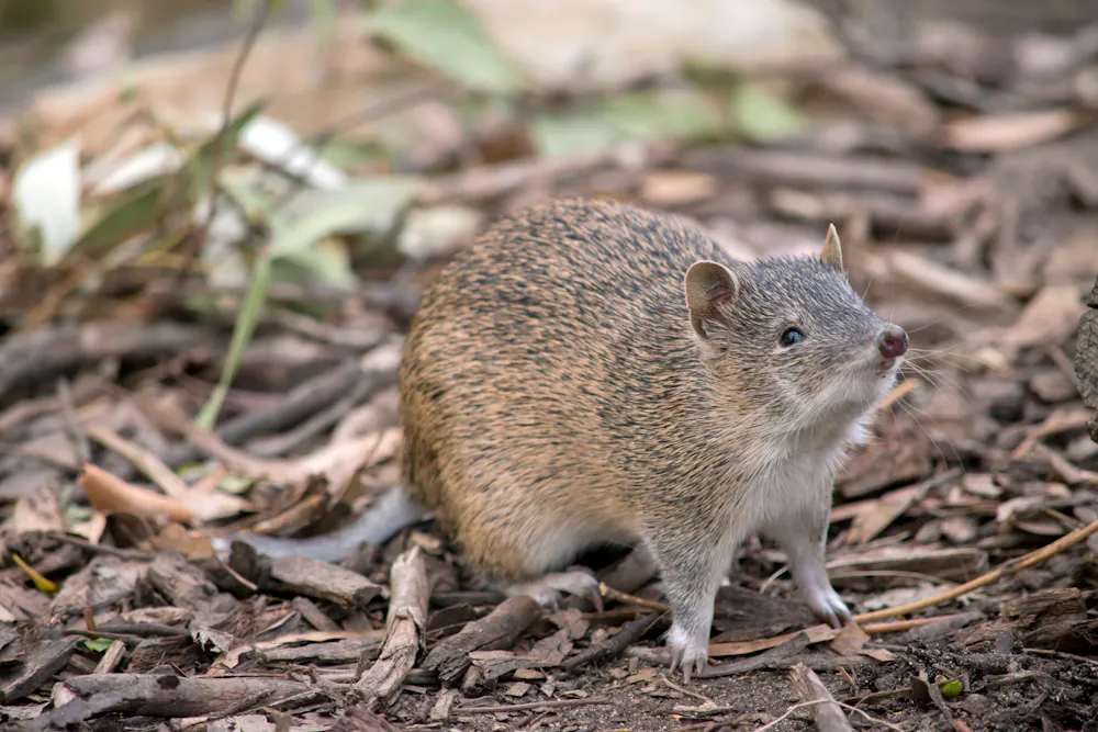 Invasive Mice How to control invasive rats and mice at home without harming native ...