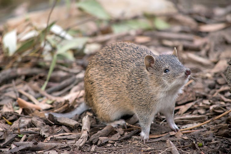 Bandicoot