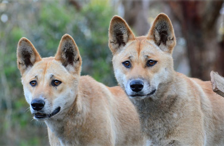 Two dingoes face towards camera, pictures from the shoulders up