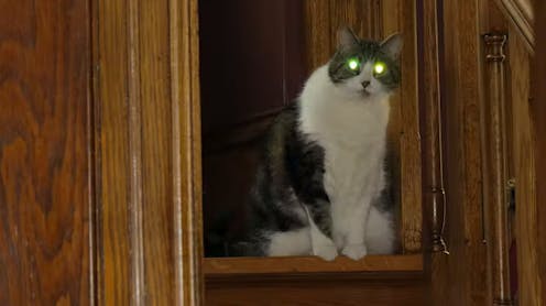 Curious Kids: Mengapa mata kucing bersinar dalam gelap?