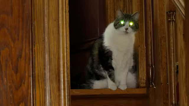 Seekor kucing, duduk di atas tangga, dengan mata hijau yang bersinar terang