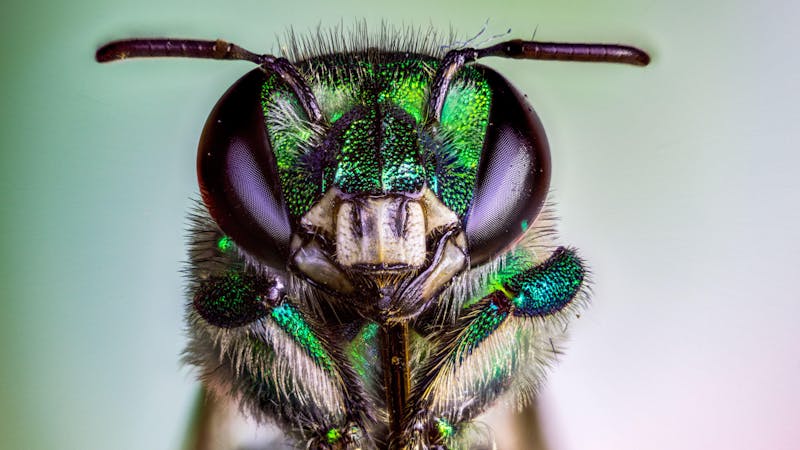 El cambio climático provoca la desaparición global de insectos: algunas zonas agrícolas muestran un descenso del 63 % El cambio climático provoca la desaparición global de insectos: algunas zonas agrícolas muestran un descenso del 63 %