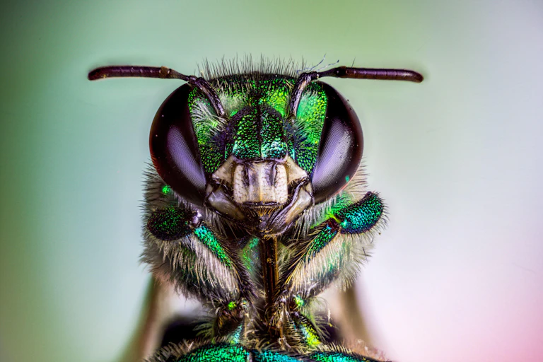 Abeja de las orquídeas
