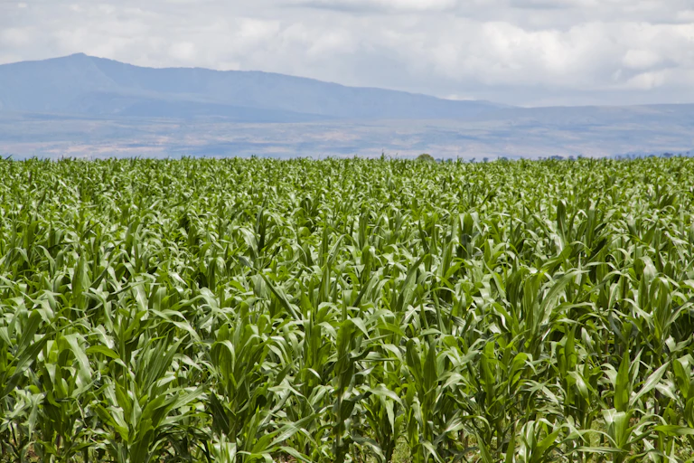Maize field