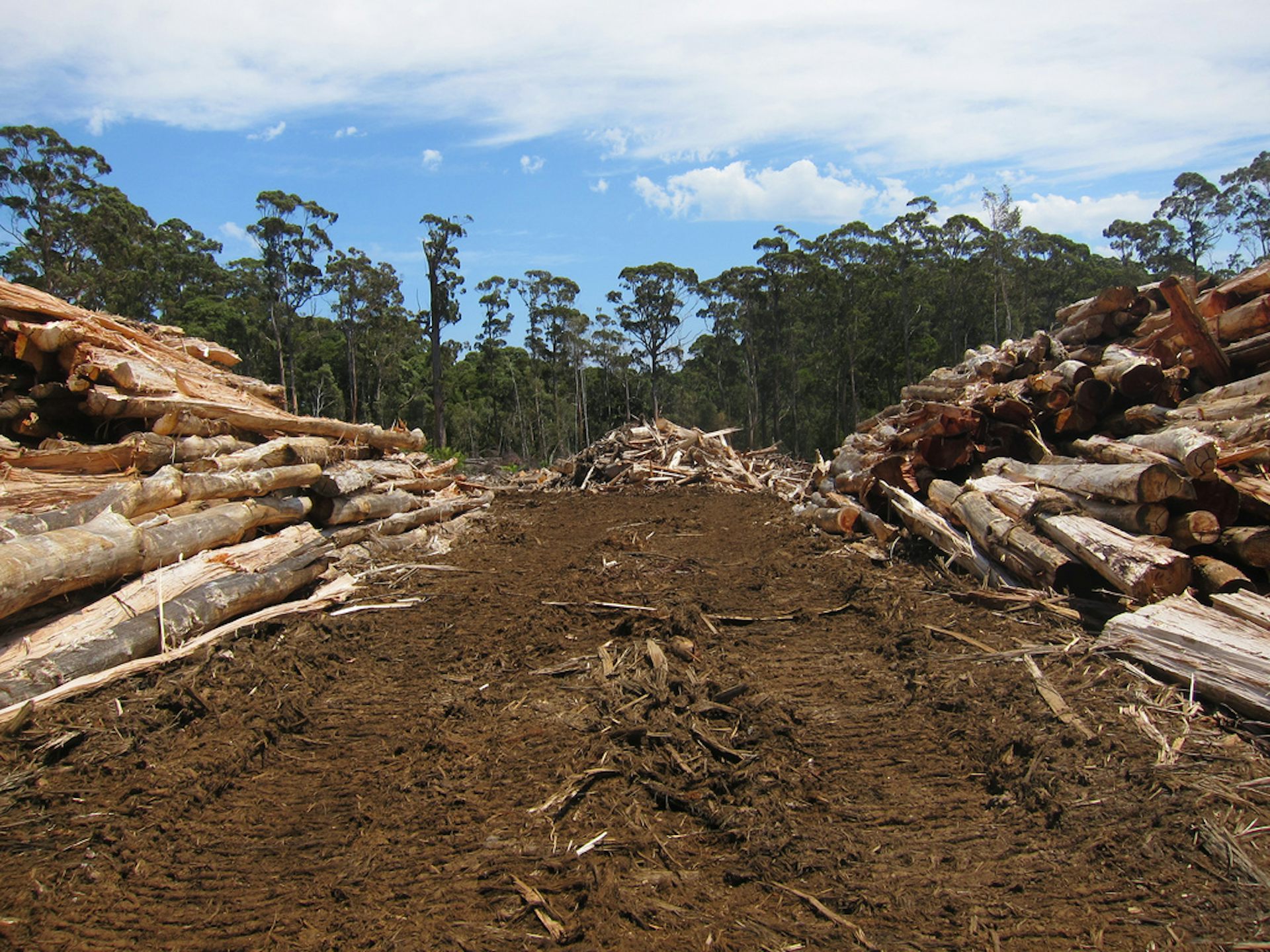 Tasmania defers logging plans as timber industry resists freeforall