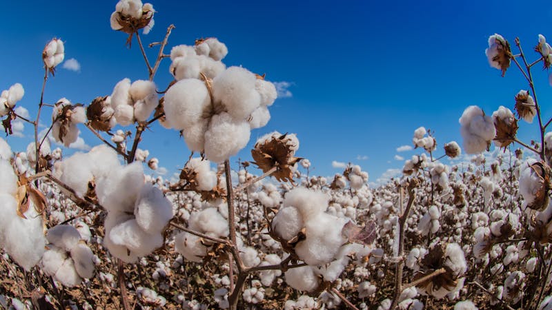 La planta del algodón podría ayudar a tratar un cáncer cerebral incurable