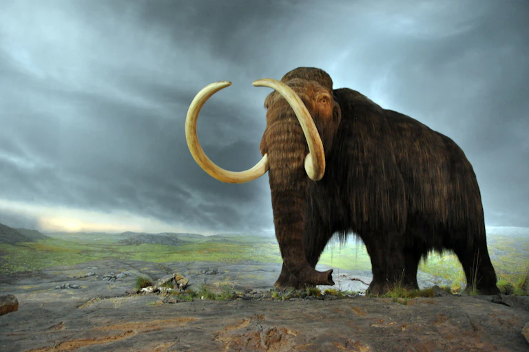 Mammouth debout sur un sol dépourvue de végétation, un faux fond de steppe derrière lui.