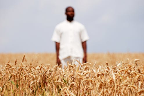 La crisis de Ucrania evidencia la necesidad de que África diversifique sus proveedores de trigo La crisis de Ucrania evidencia la necesidad de que África diversifique sus proveedores de trigo