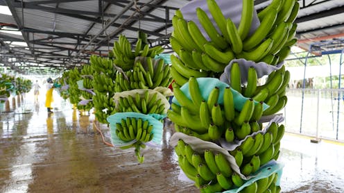 ¿Pierde dulzor y nutrientes la fruta madurada artificialmente? ¿Pierde dulzor y nutrientes la fruta madurada artificialmente?