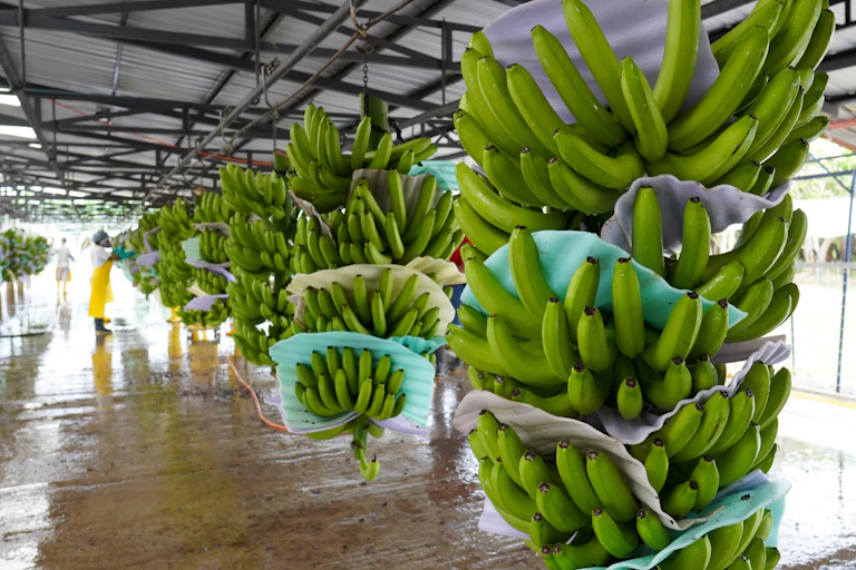 Planta de almacenamiento de plátanos..