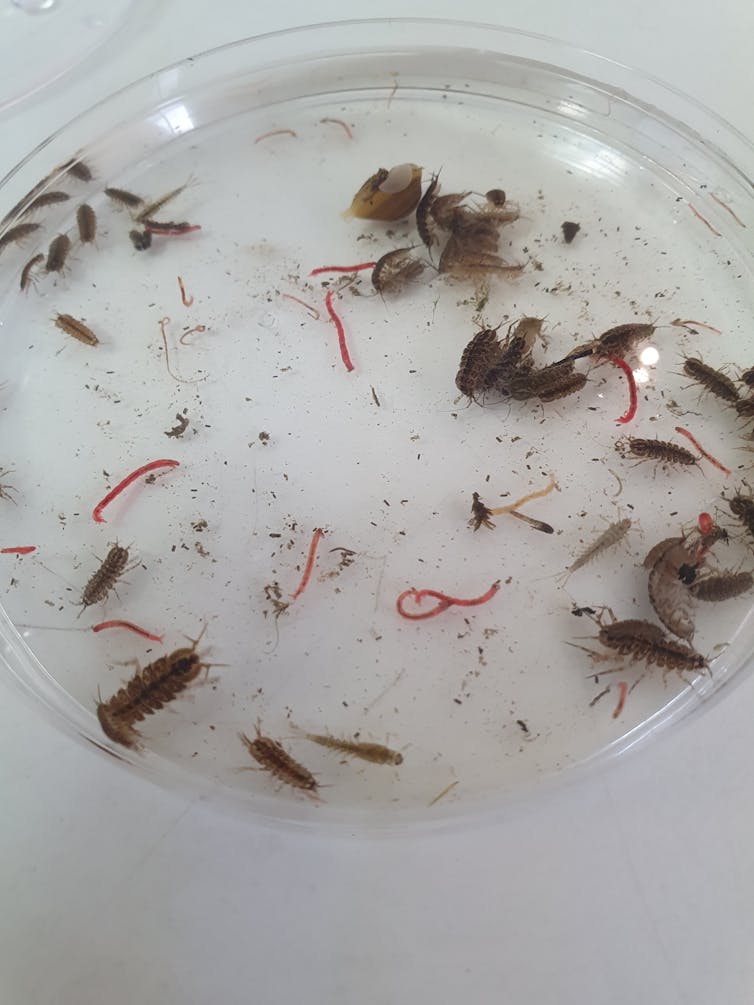 A petri dish containing invertebrates