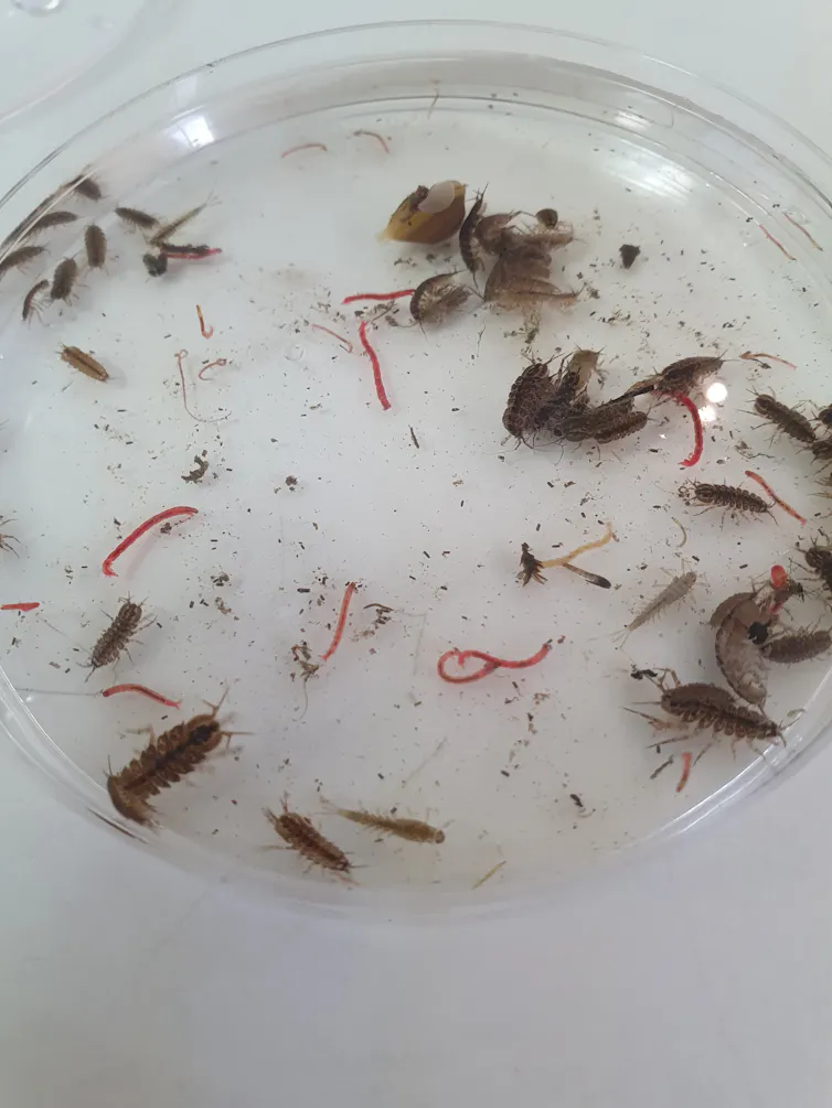 A petri dish containing invertebrates