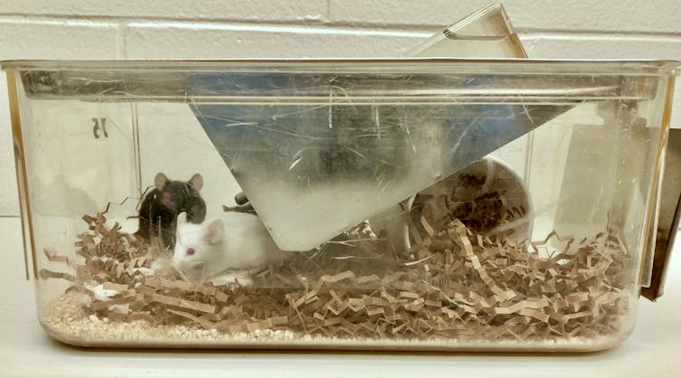three mice in a clear shoebox-sized container