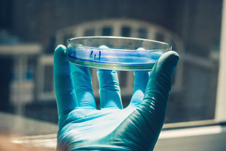 Main d’un homme portant des gants en caoutchouc bleus et tenant un échantillon liquide bleu dans une boîte de pétri dans un laboratoire de chimie