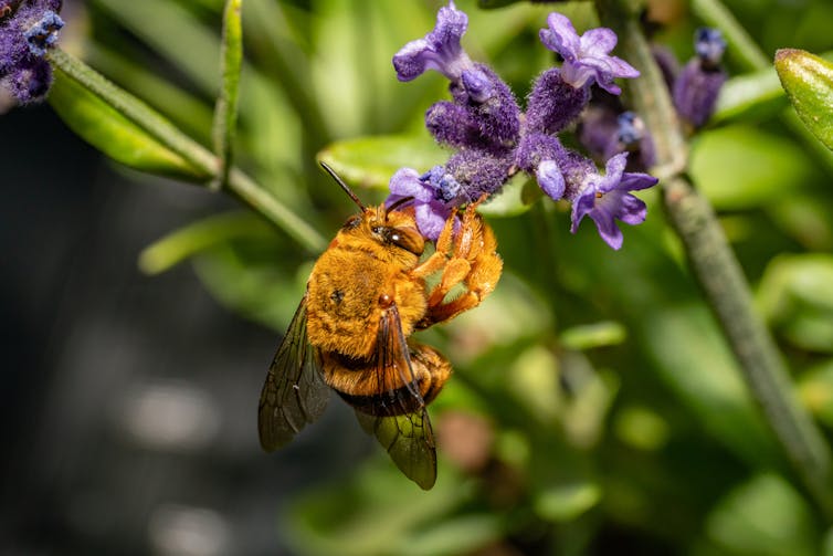 bee lands on purple flower