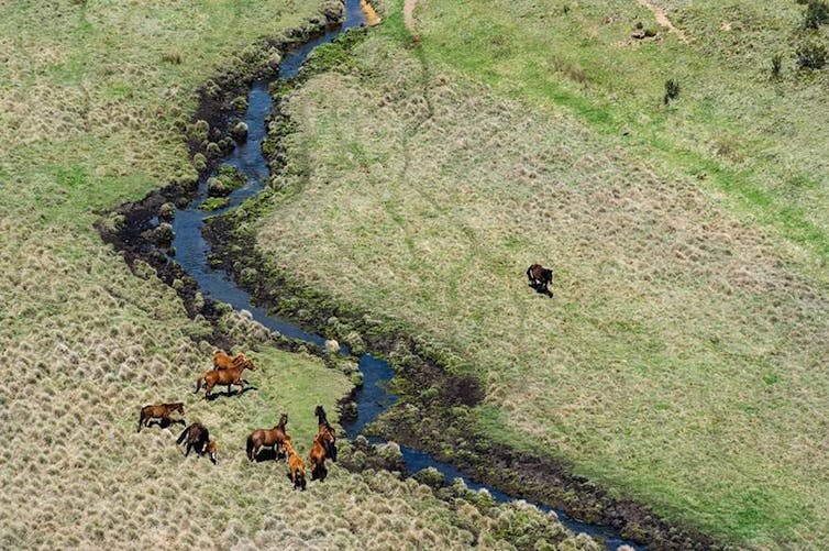 aerial view of horses on grass and stream