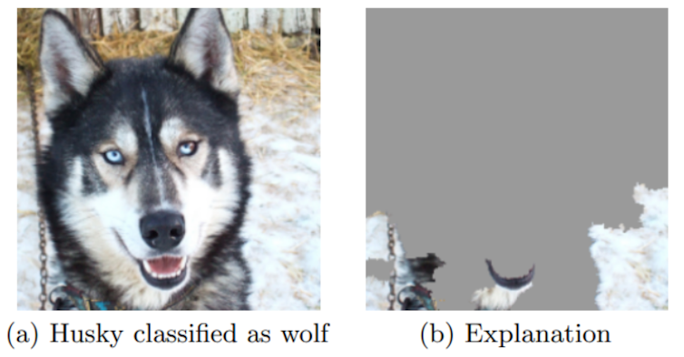 （右）雪に覆われた背景の前のハスキーの画像。  （左）「説明可能なAI」メソッドは、画像をオオカミとして分類するときにAIシステムが画像のどの部分に焦点を合わせたかを示します。
