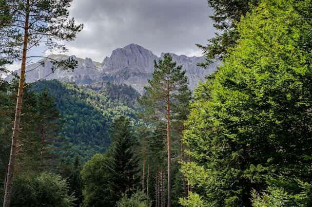Bosque de pinos con montaña al fondo