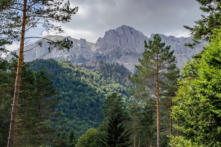 Bosque de pinos con montaña al fondo