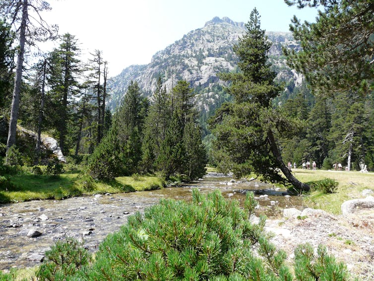 Pinos en las orillas de un río